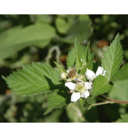 MACERAT RONCE BIO HERBALGEM
