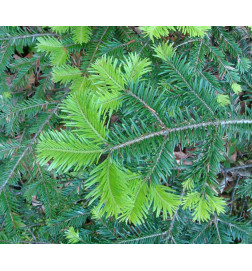 SAPIN PECTINÉ – Jeunes pousses Bio – Macérat de gemmothérapie – Herbalgem