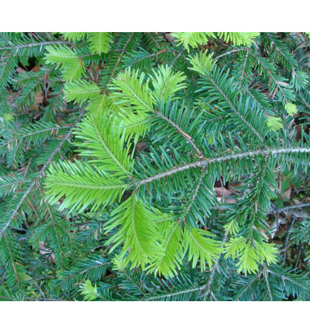 SAPIN PECTINÉ – Jeunes pousses Bio – Macérat de gemmothérapie – Herbalgem