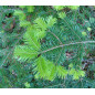MACERAT SAPIN PECTINE BIO HERBALGEM MACERAT SAPIN PECTINE BIO HERBALGEM