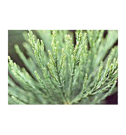 MACERAT SEQUOIA BIO HERBALGEM