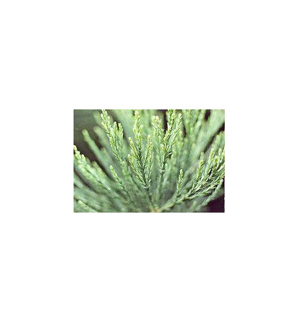 MACERAT SEQUOIA BIO HERBALGEM