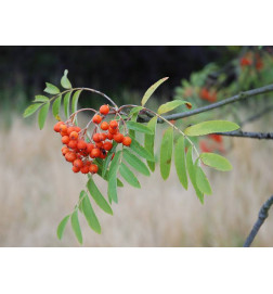 MACERAT SORBIER BIO HERBALGEM