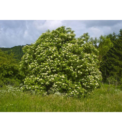 MACERAT SUREAU NOIR BIO HERBALGEM