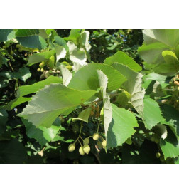 MACERAT TILLEUL BIO HERBALGEM