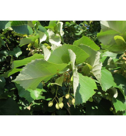 MACERAT TILLEUL BIO HERBALGEM