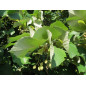 MACERAT TILLEUL BIO HERBALGEM MACERAT TILLEUL BIO HERBALGEM