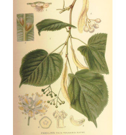 MACERAT TILLEUL BIO HERBALGEM sommeil 