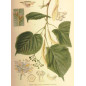 MACERAT TILLEUL BIO HERBALGEM MACERAT TILLEUL BIO HERBALGEM