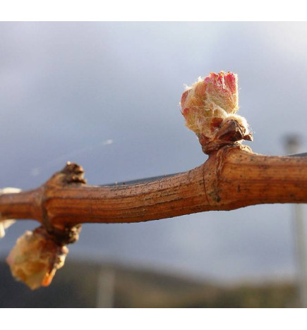 MACERAT VIGNE BIO HERBALGEM