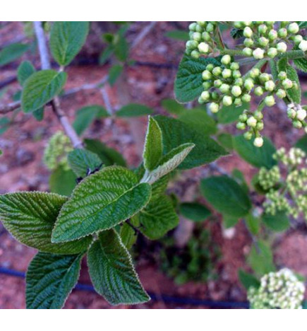 MACERAT VIORNE BIO HERBALGEM
