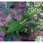MACERAT VIORNE BIO HERBALGEM