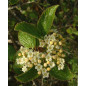 MACERAT VIORNE BIO HERBALGEM