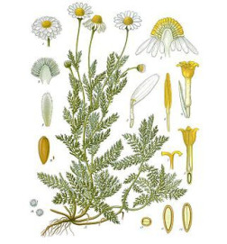 CAMOMILLE ROMAINE CALMELIA