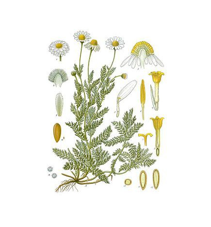 CAMOMILLE ROMAINE CALMELIA