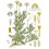 CAMOMILLE ROMAINE SACHET CALMELIA 
