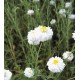 CAMOMILLE ROMAINE CALMELIA SACHET