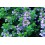 THYM CALMELIA  anti-inflammatoire -la pharmacie verte