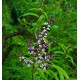 VERVEINE CALMELIA