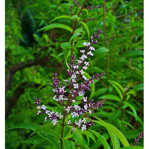 VERVEINE CALMELIA troubles du sommeil -la pharmacie verte