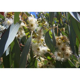 EUCALYPTUS CALMELIA