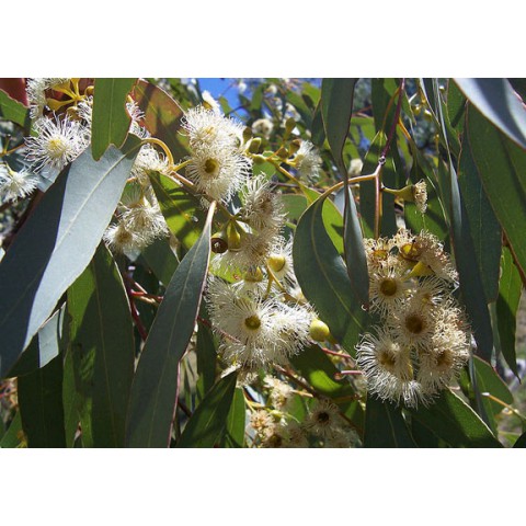 EUCALYPTUS CALMELIA confort respiratoire -la pharmacie verte