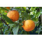 PETIT GRAIN BIGARADE BIO Huile Essentielle PETIT GRAIN BIGARADE BIO Huile Essentielle