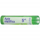 APIS MELLIFICA TUBE 5CH BOIRON