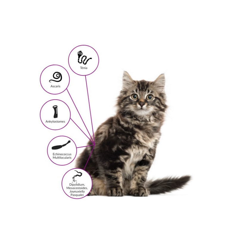 DRONTAL CHAT boite de 2 comprimés