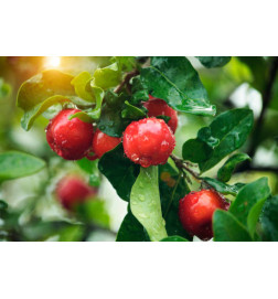 UNIFARCO GALENIQUE VITAMINE C 1000 CPR30