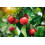 UNIFARCO GALENIQUE VITAMINE C 1000 CPR30