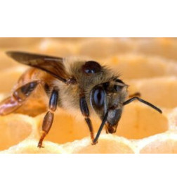 APISTAN sachet de 10 lanières antiparasitaires pour ruches