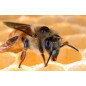 APISTAN sachet de 10 lanières antiparasitaires pour ruches APISTAN sachet de 10 lanières antiparasitaires pour ruches