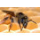APISTAN sachet de 10 lanières antiparasitaires pour ruches