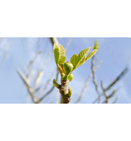 HERBALGEM FIGUIER bourgeons macérat Bio 30mL