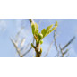 FIGUIER Bourgeons macérat Bio Herbalgem FIGUIER Bourgeons macérat Bio Herbalgem