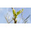 MACERAT FIGUIER BIO HERBALGEM Régulateur endocrinien