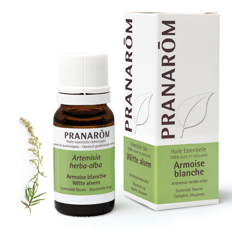 ARMOISE BLANCHE Huile essentielle ARMOISE BLANCHE Huile essentielle