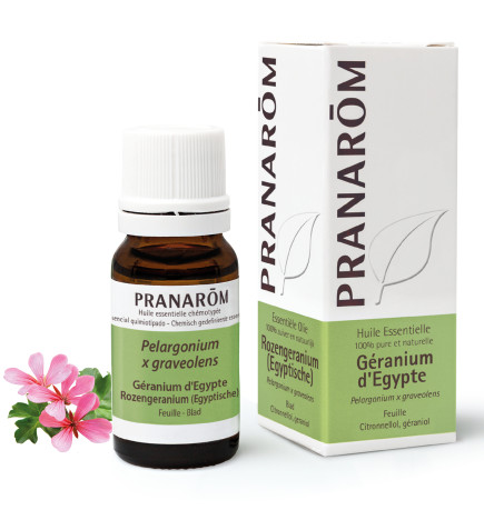 GERANIUM EGYPTE Huile Essentielle Antibacterienne Tonique Cutanée