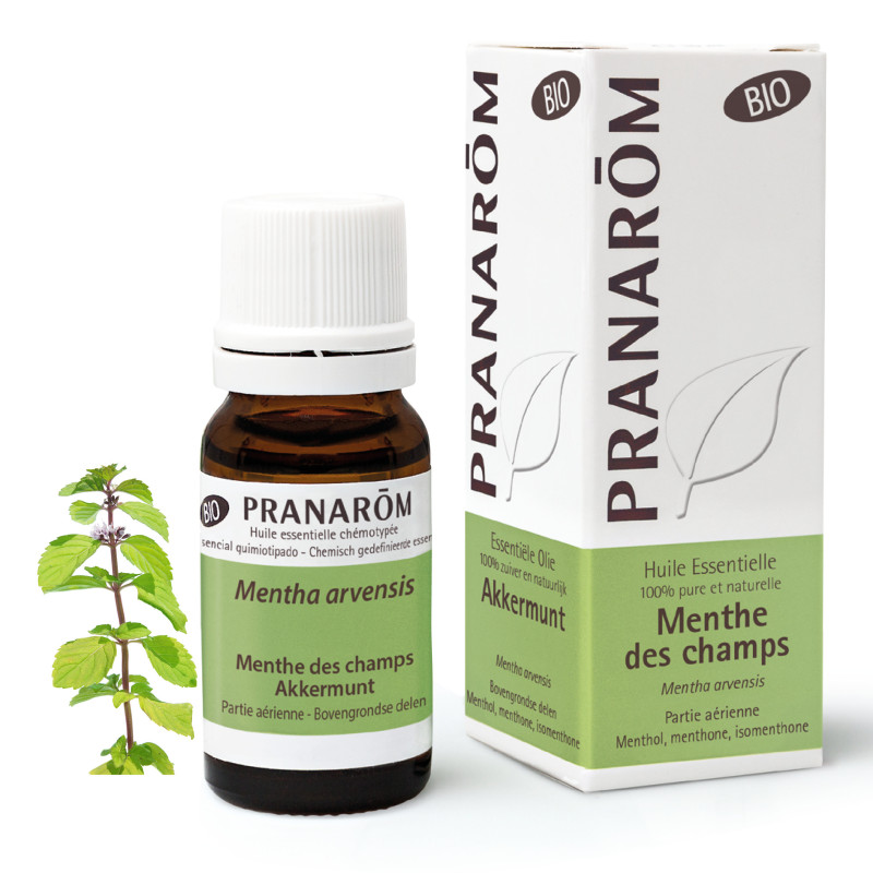 MENTHE DES CHAMP BIO Huile Essentielle