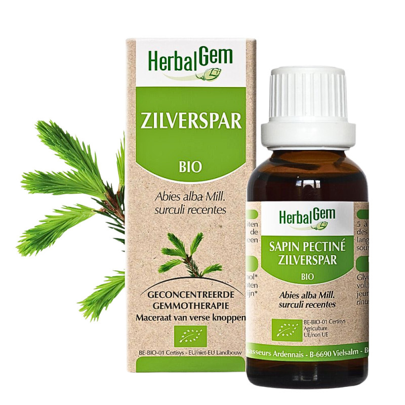 SAPIN PECTINÉ – Jeunes pousses Bio – Macérat de gemmothérapie – Herbalgem