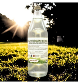 Récolte naturelle de la sève de bouleau, utilisée pour les cures de drainage et de purification saisonnières.