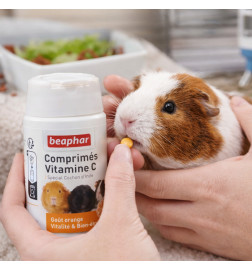 Administration de vitamine C Beaphar à un cochon d’Inde