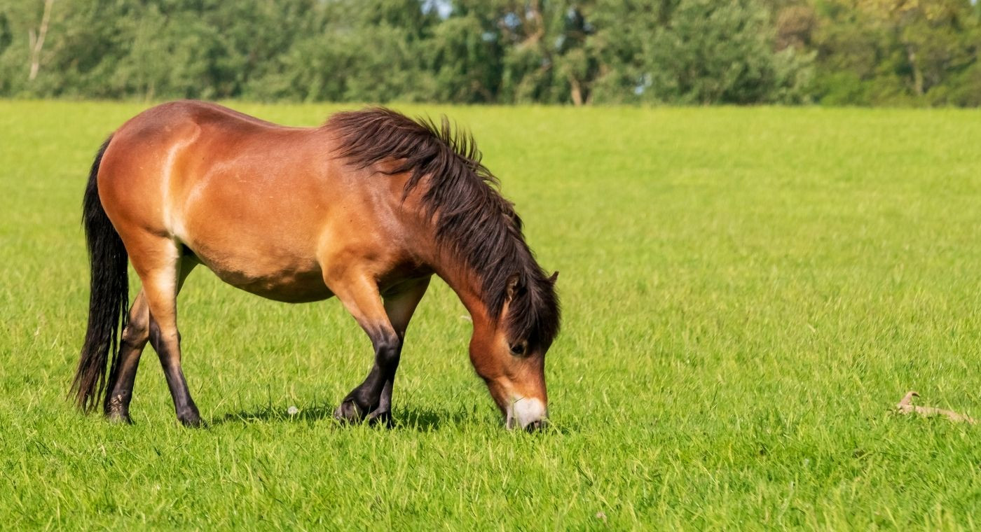santé des chevaux
