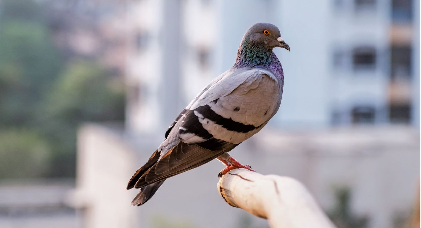 Pigeons de loisirs
