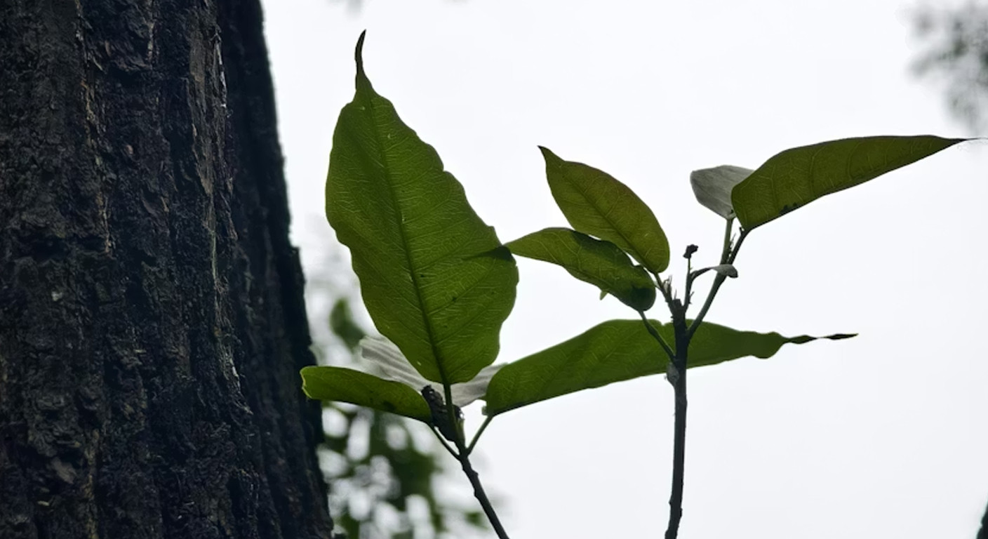 Parasites, Environnement