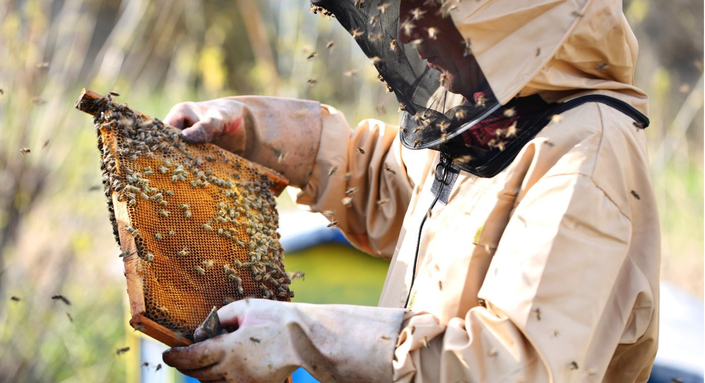 Apiculture