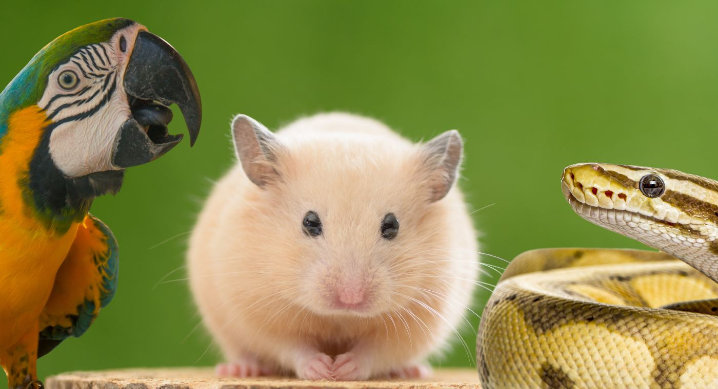 Nouveaux Animaux de Compagnie