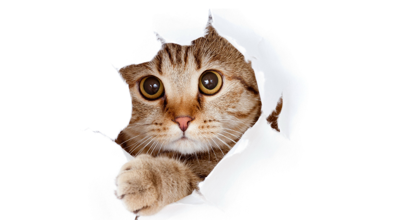 Chats