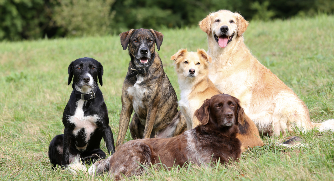 Médicaments vétérinaires pour chien | Vermifuges & soins